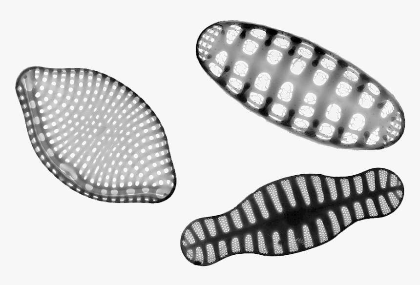 Diatoms Transparent Background, HD Png Download, Free Download