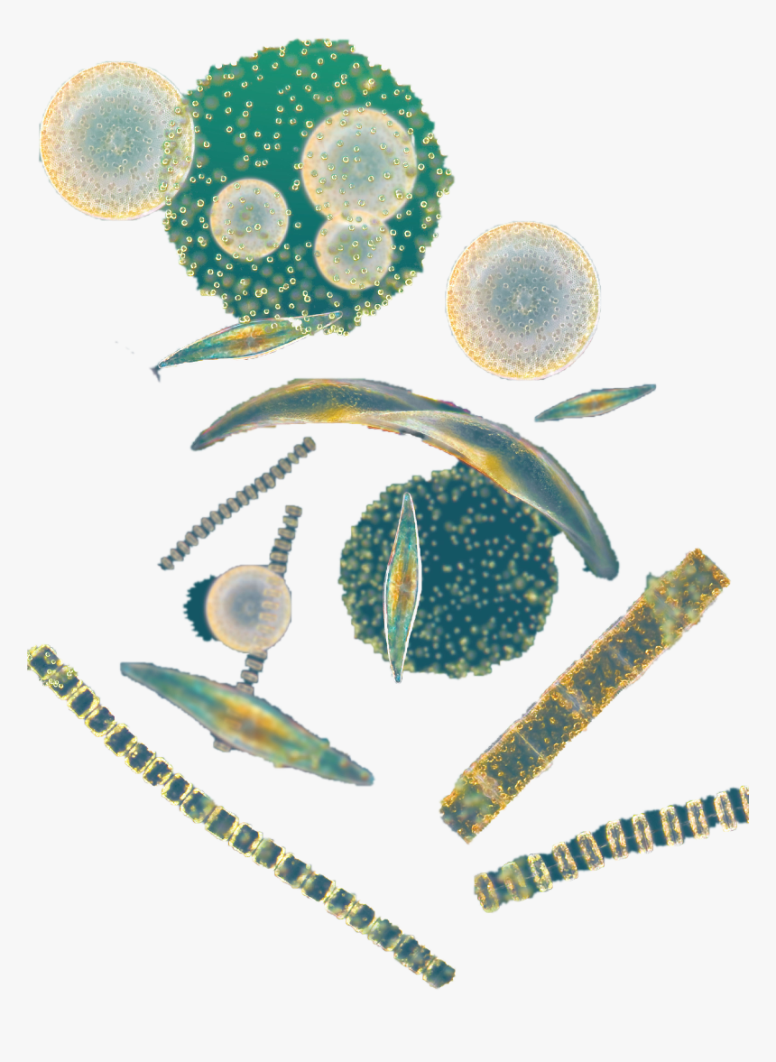 Phytoplankton Png, Transparent Png, Free Download