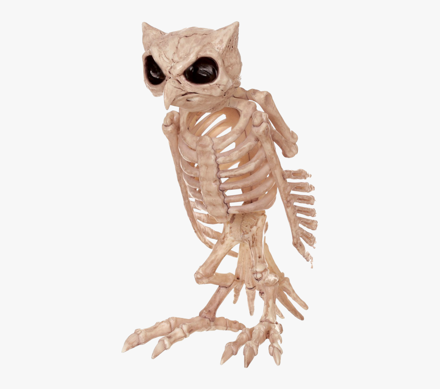 Halloween Owl Skeleton, HD Png Download, Free Download