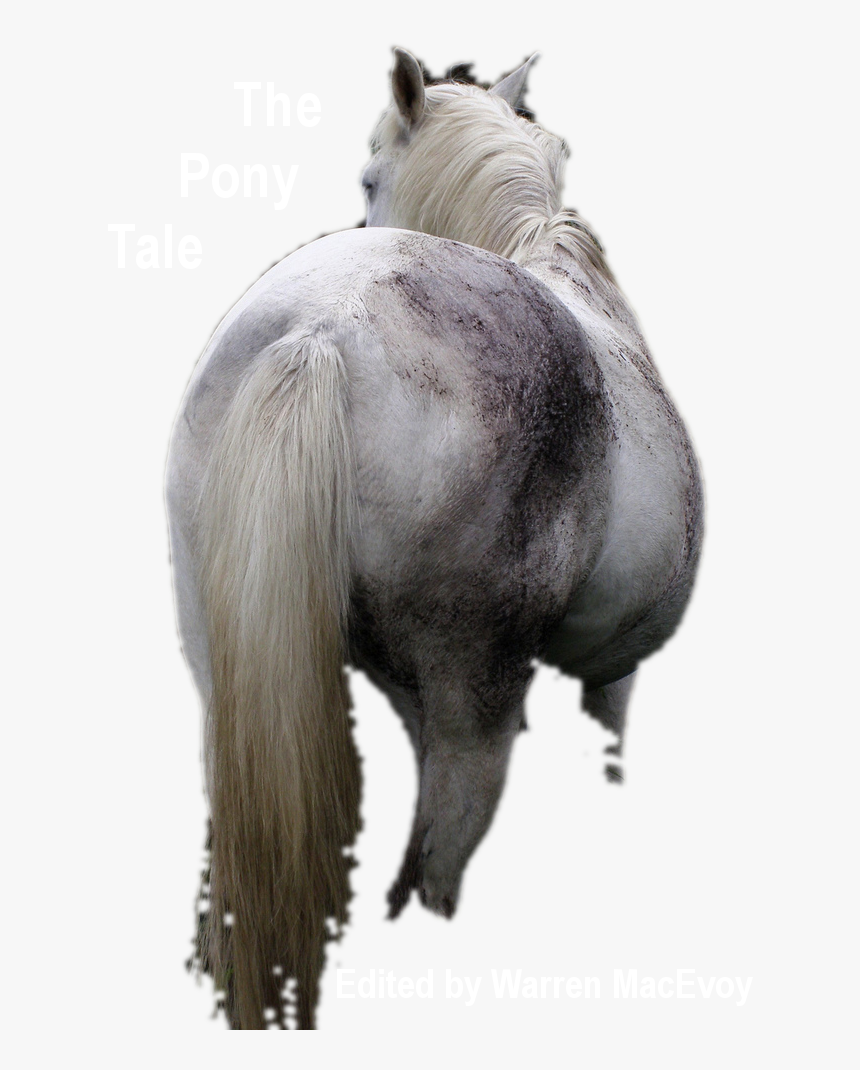 Title Image - Stallion, HD Png Download, Free Download