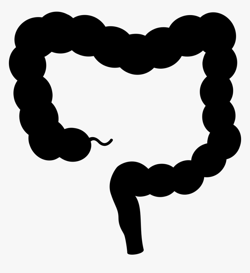 Intestine - Large Intestine Vector Png, Transparent Png, Free Download