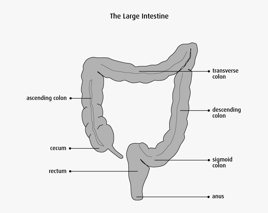 Transparent Small Intestine Png - Caecum Colon And Rectum, Png Download, Free Download