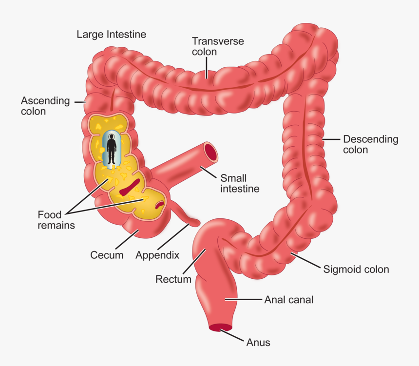 A Journey Through The Intestine - Does Food Enter The Large Intestine, HD Png Download, Free Download