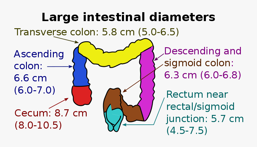 Diameters Of The Large Intestine - Dog Licks, HD Png Download, Free Download