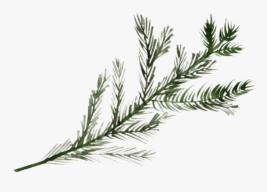 Pine Branch Png File - Pine Tree Branch Png, Transparent Png, Free Download