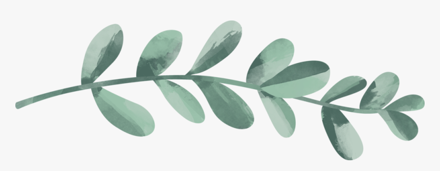 Transparent Leaf Branch Png - Erythroxylaceae, Png Download, Free Download