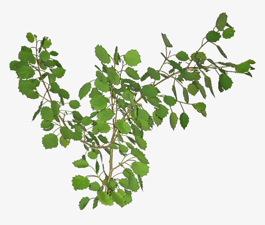 Poplar Branch Png, Transparent Png, Free Download