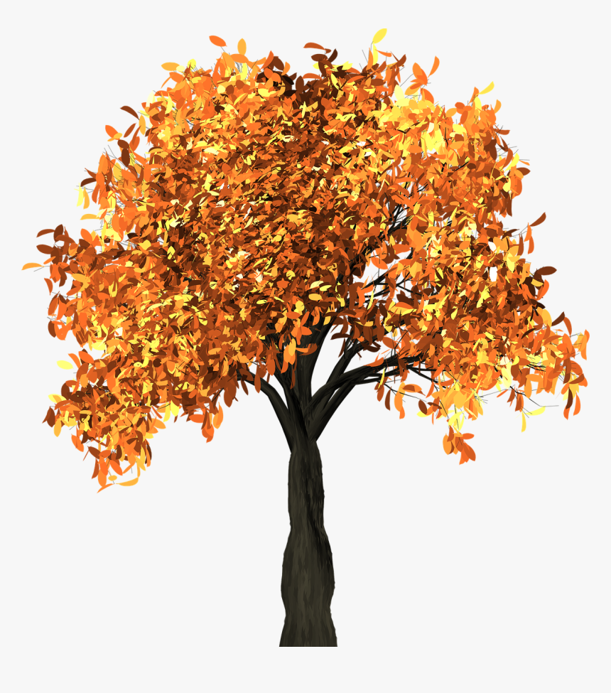 Tree, Leaves, Autumn, Fall, Branches, Isolated, Nature - Autumn Tree Clipart Png, Transparent Png, Free Download