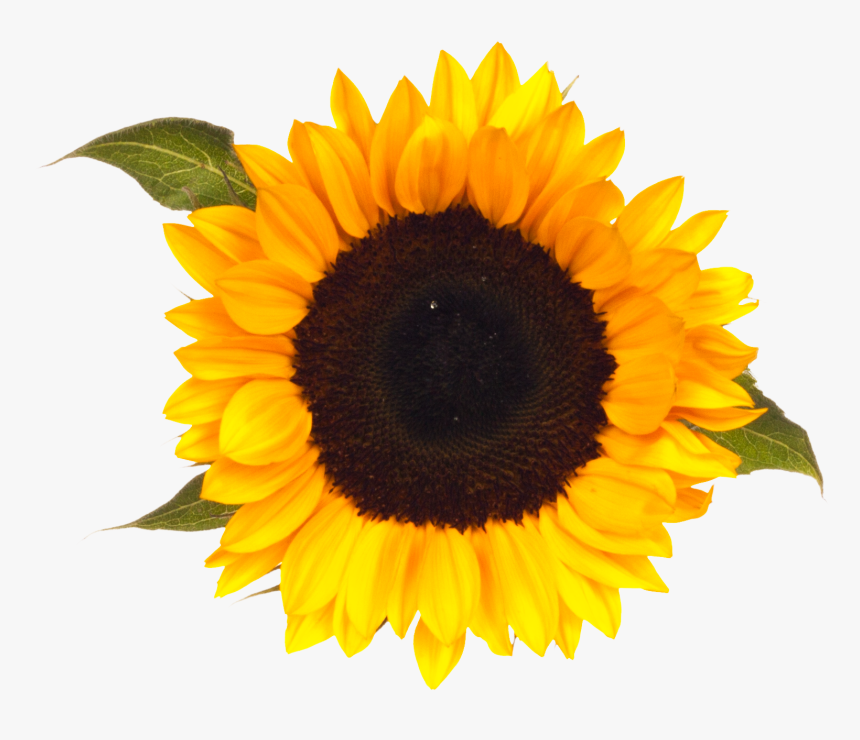 Sunflower Png, Transparent Png, Free Download