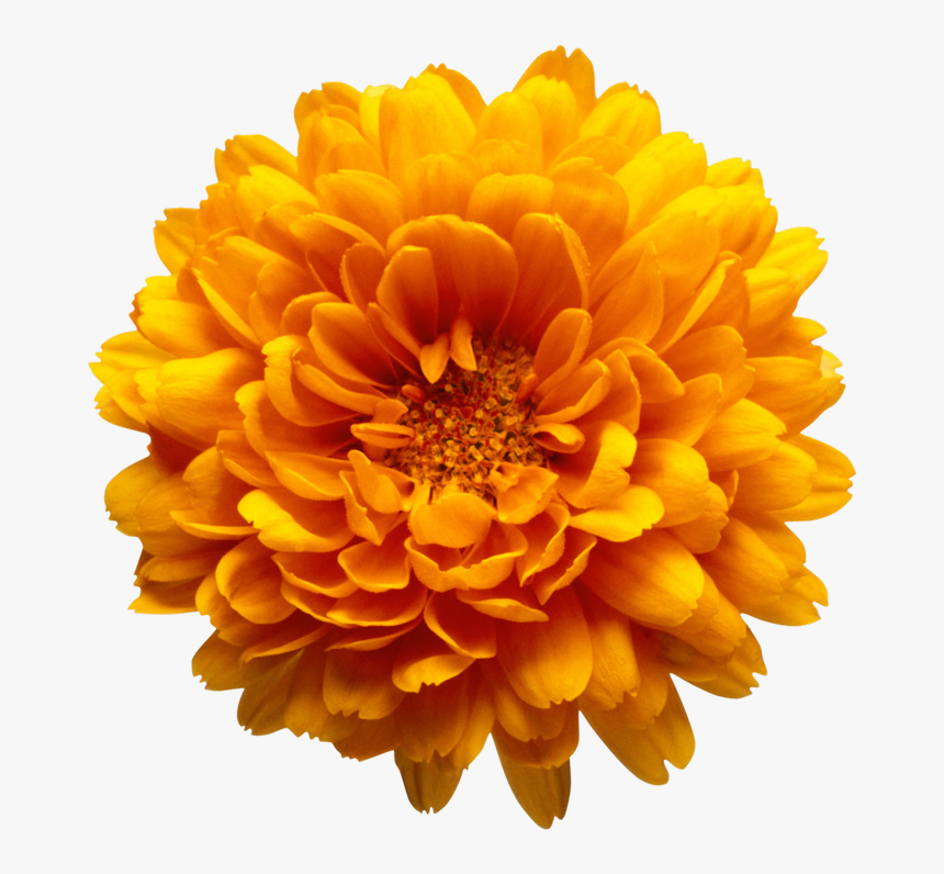 Orange Chrysanthemum Flower Transparent Clip Art Image - Orange Flower Transparent Background, HD Png Download, Free Download