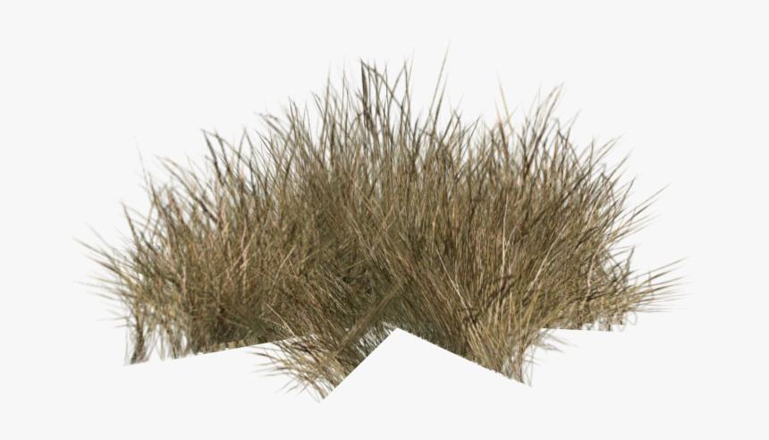 Full Top - Desert Grass Bush Png, Transparent Png, Free Download