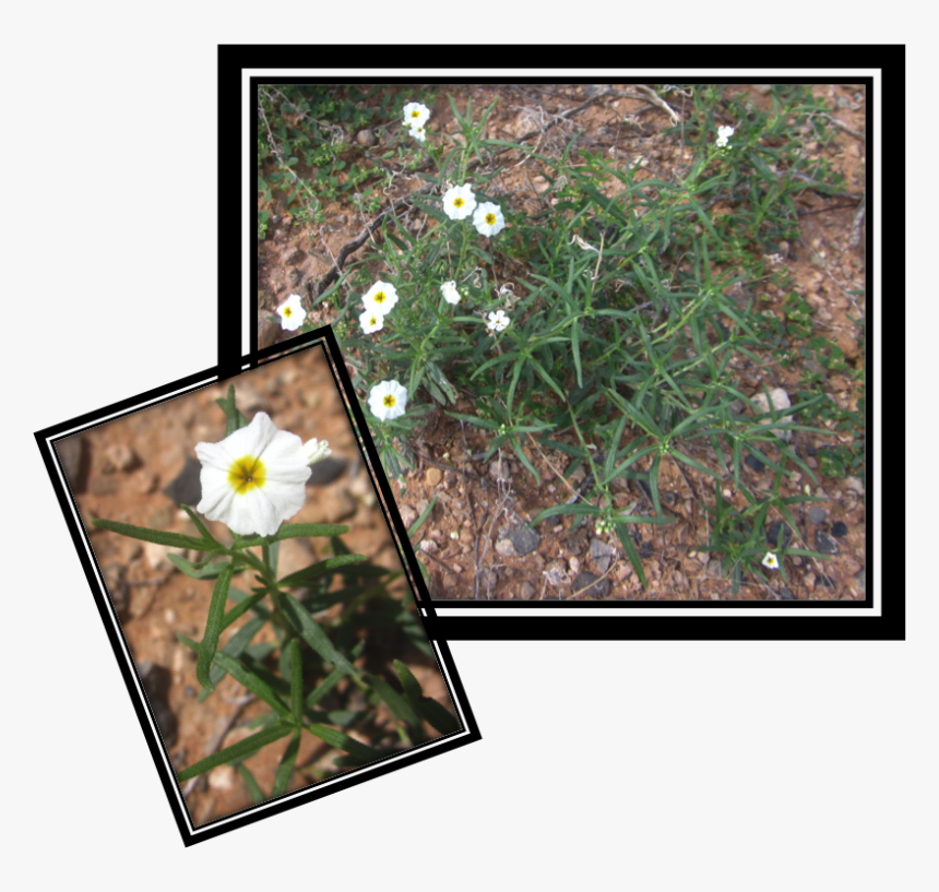 Camomile, HD Png Download, Free Download