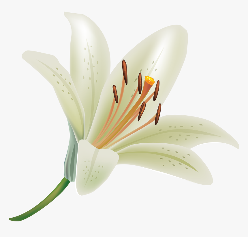Lillies Png - White Lily Flower Png, Transparent Png, Free Download