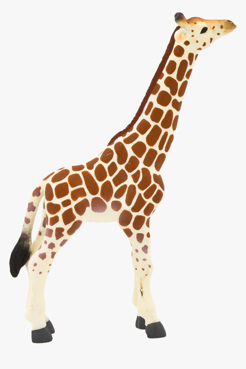 Giraffe Calf Png, Transparent Png, Free Download