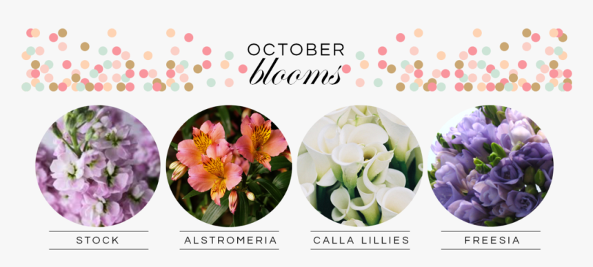 October Blooms - Peruvian Lily, HD Png Download, Free Download