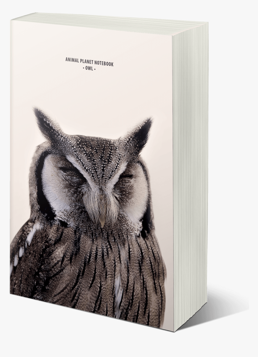 Mock11 - Owl, HD Png Download, Free Download