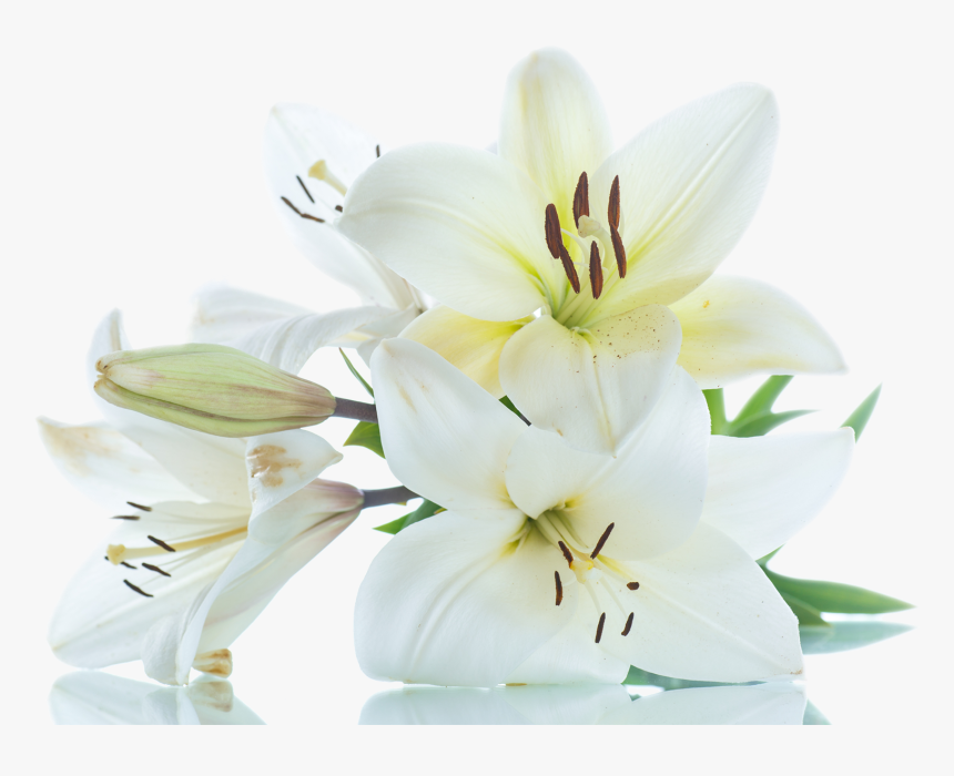 Lily, HD Png Download, Free Download