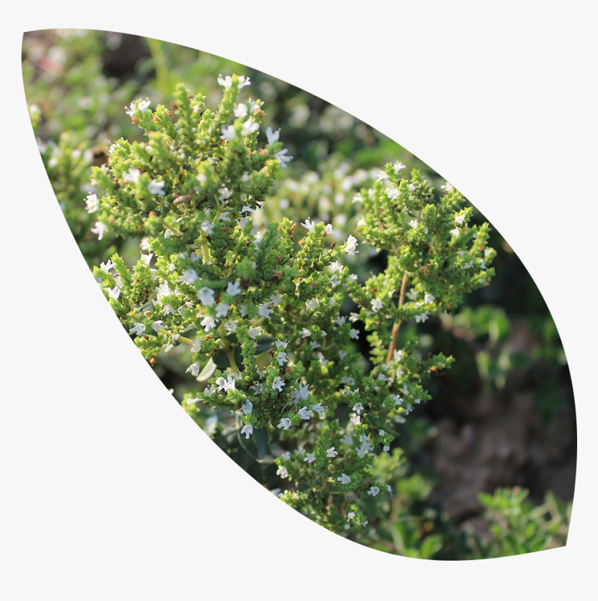 Red Juniper, HD Png Download, Free Download