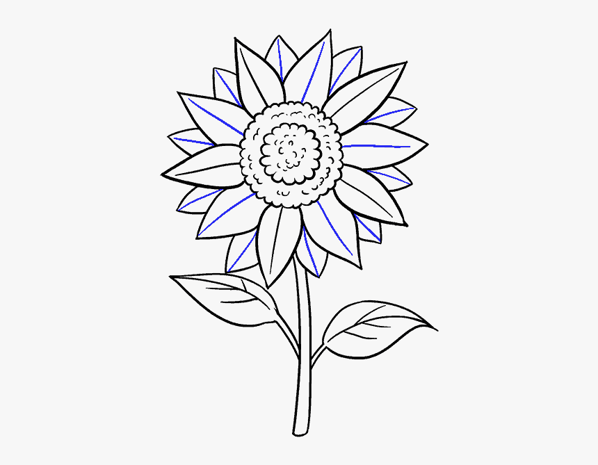 How To Draw Sunflower - Sunflower Drawing, HD Png Download, Free Download