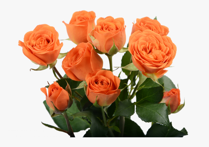 Orange Babe Spray Rose, HD Png Download, Free Download