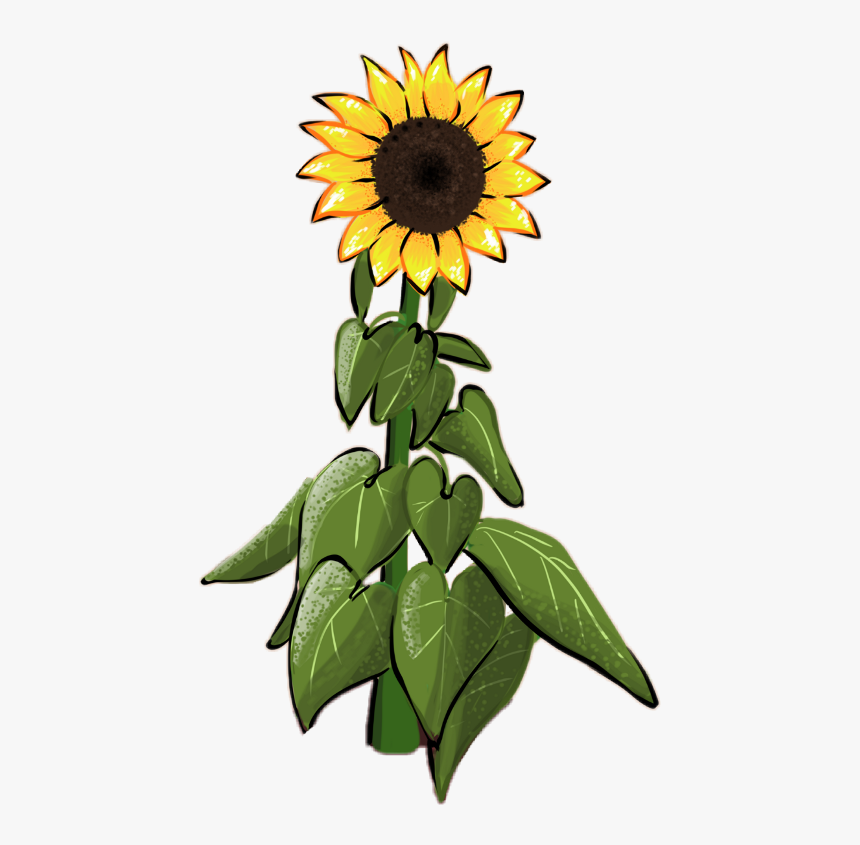 Transparent Sunflower Seeds Clipart - Girassol Draw, HD Png Download, Free Download