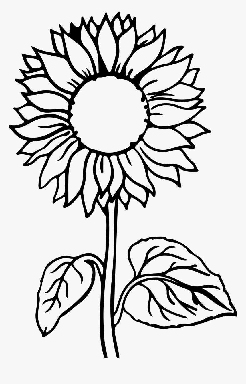 Download Sunflower Flower Coloring Pages, HD Png Download - kindpng