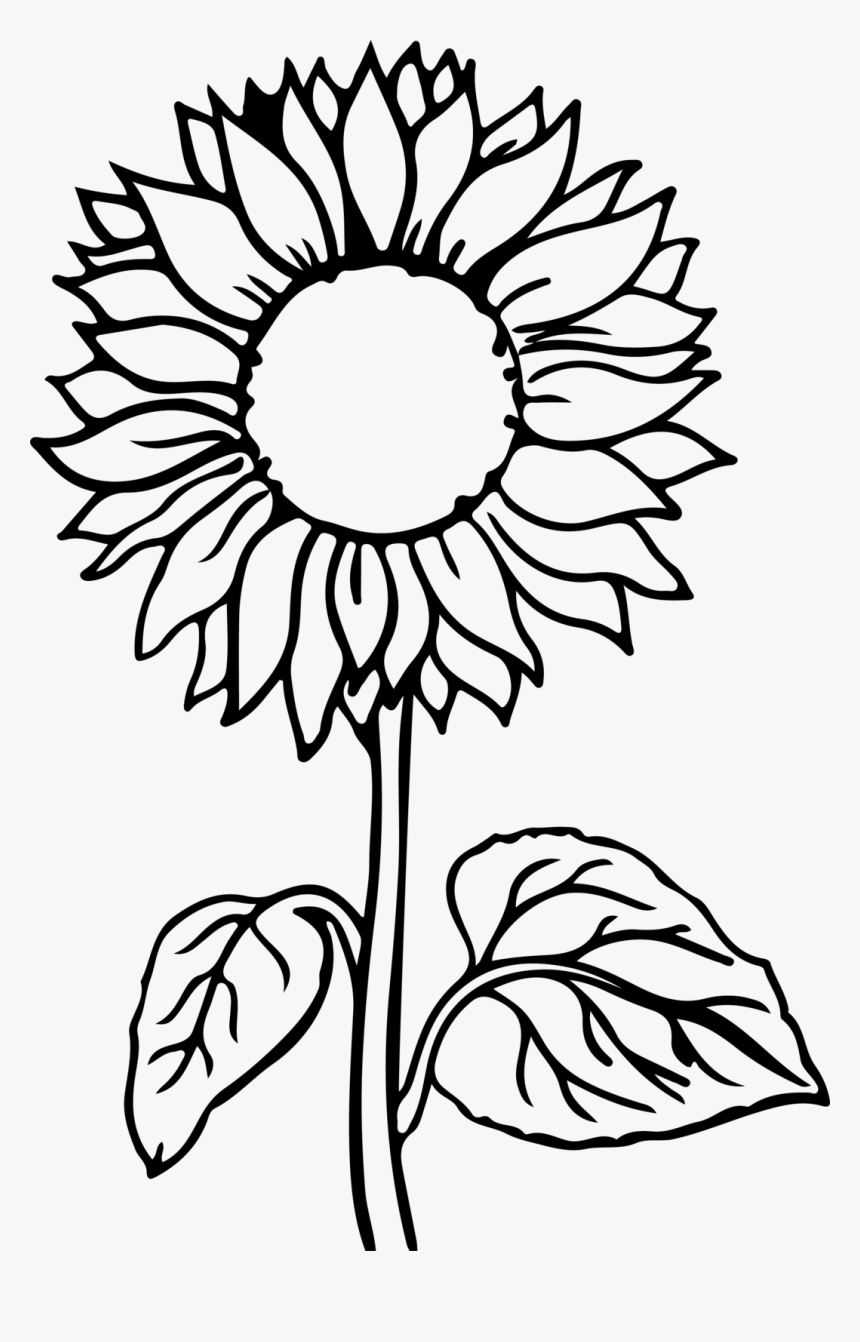 Sunflower Flower Coloring Pages HD Png Download Kindpng
