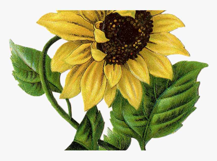 Transparent Sunflower Drawing Png - Sunflower Transfers For Furniture, Png Download, Free Download