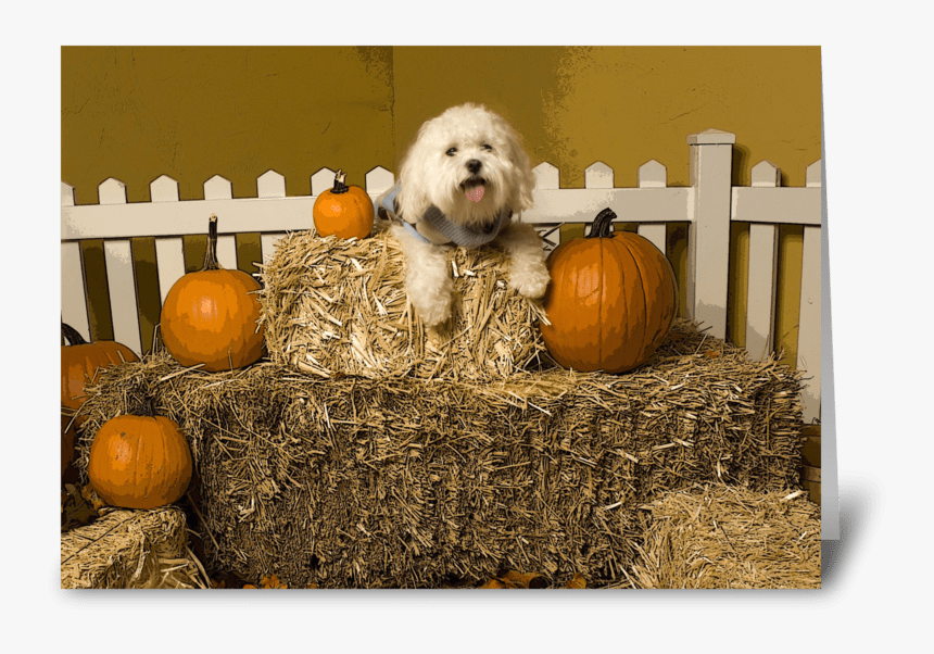 Pup In Haystack Greeting Card - Coton De Tulear, HD Png Download, Free Download