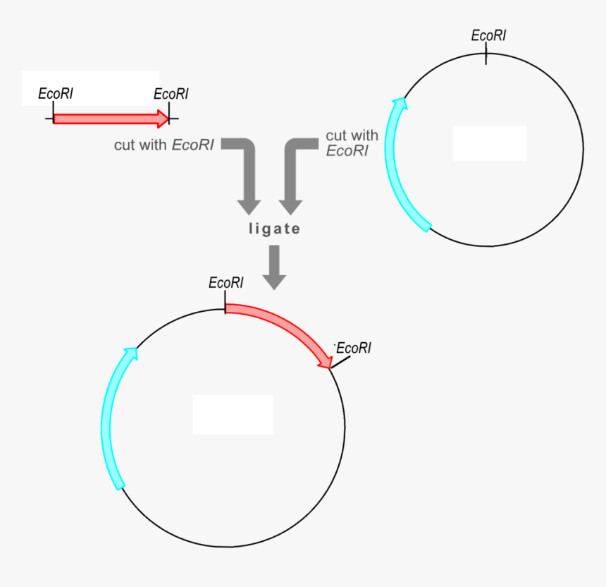 Transparent Red Marker Circle Png - Plasmid And Vector, Png Download, Free Download