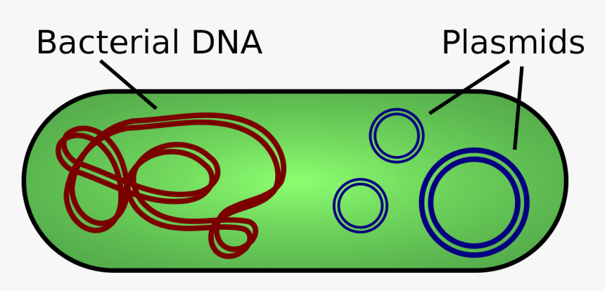 Difference Between Plasmid And Vector - Plasmid Dna, HD Png Download, Free Download
