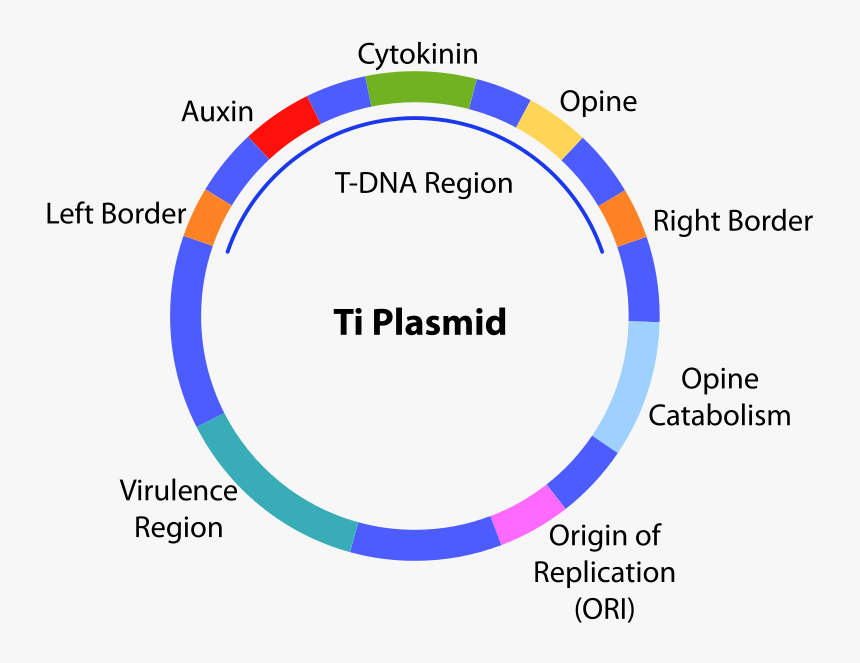 Difference Between Ti And Ri Plasmid - Biotechnology Principles And Processes, HD Png Download, Free Download