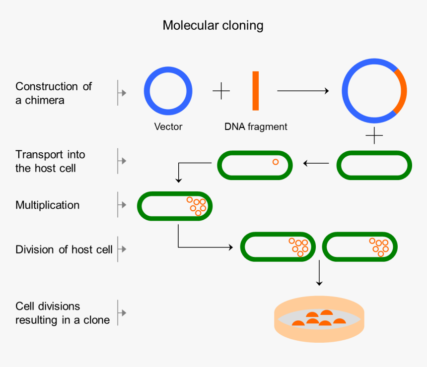 Dna Vector Png -codon Optimization - Klonlanan Genlerden Protein Üretimi, Transparent Png, Free Download