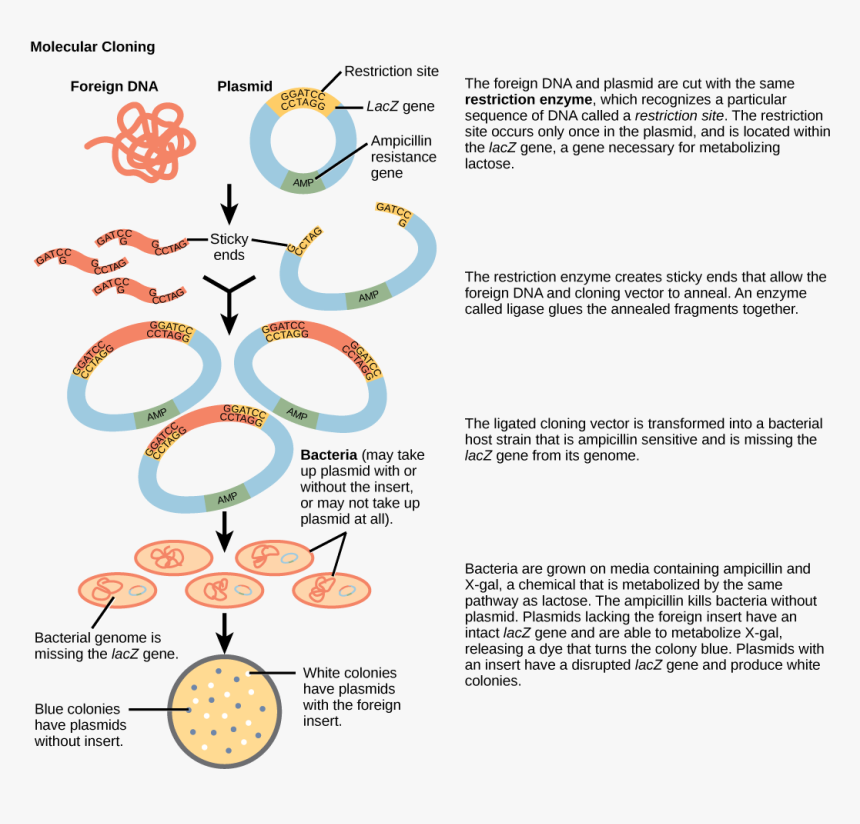 Process Of Gene Cloning With Diagram, HD Png Download, Free Download