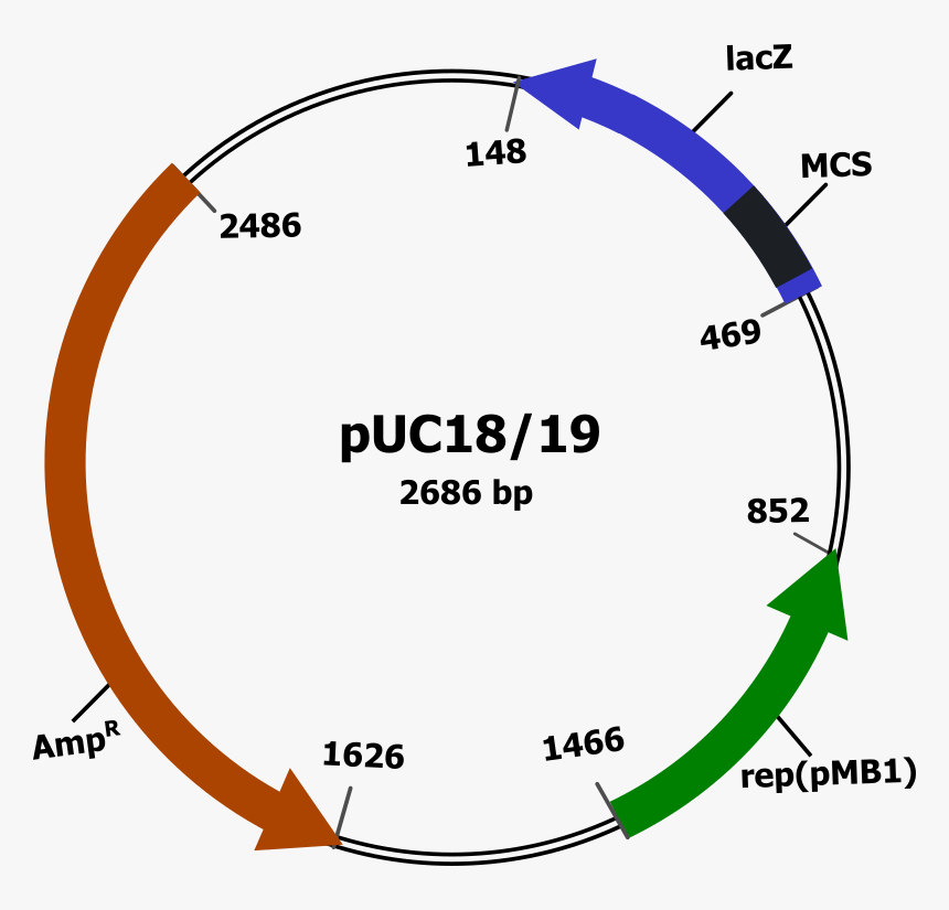 Векторы плазмиды. Плазмида PUC. Плазмиды puc19. Puc19 плазмида маркер. Схема строения плазмиды pbr322.