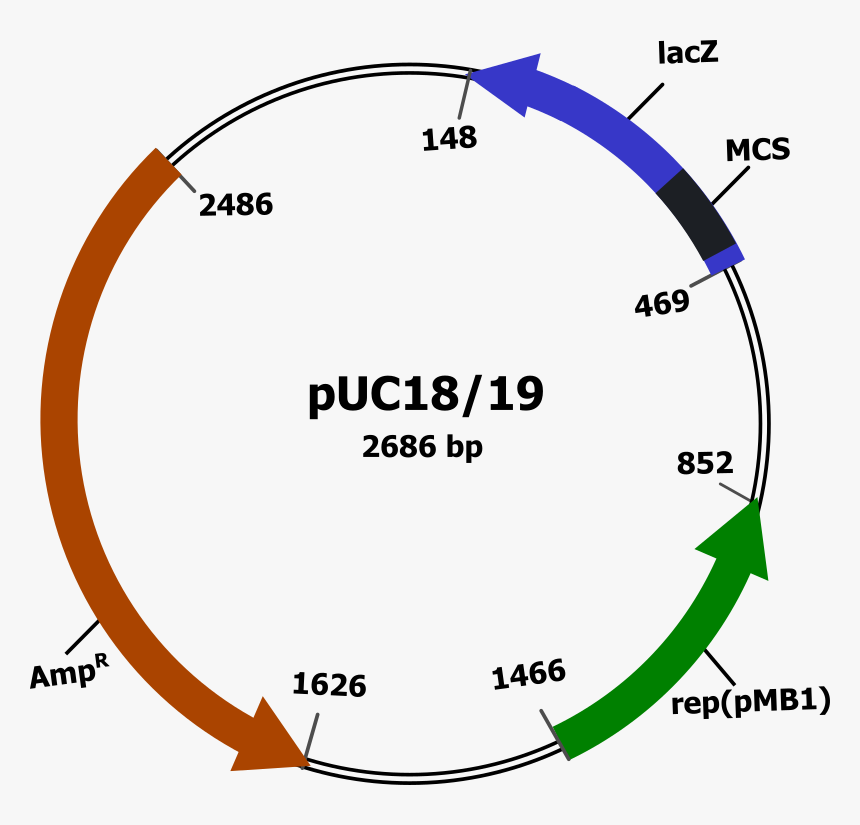 Plasmid Vector - Plasmid Clipart, HD Png Download, Free Download