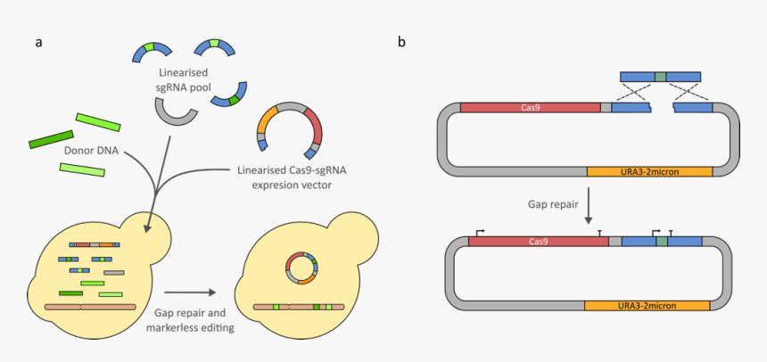 Crispr Cas9 Yeast, HD Png Download, Free Download