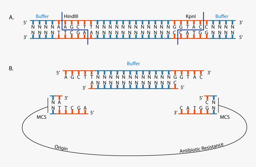 Cohesive-ends - Restriction Enzyme Cloning, HD Png Download, Free Download