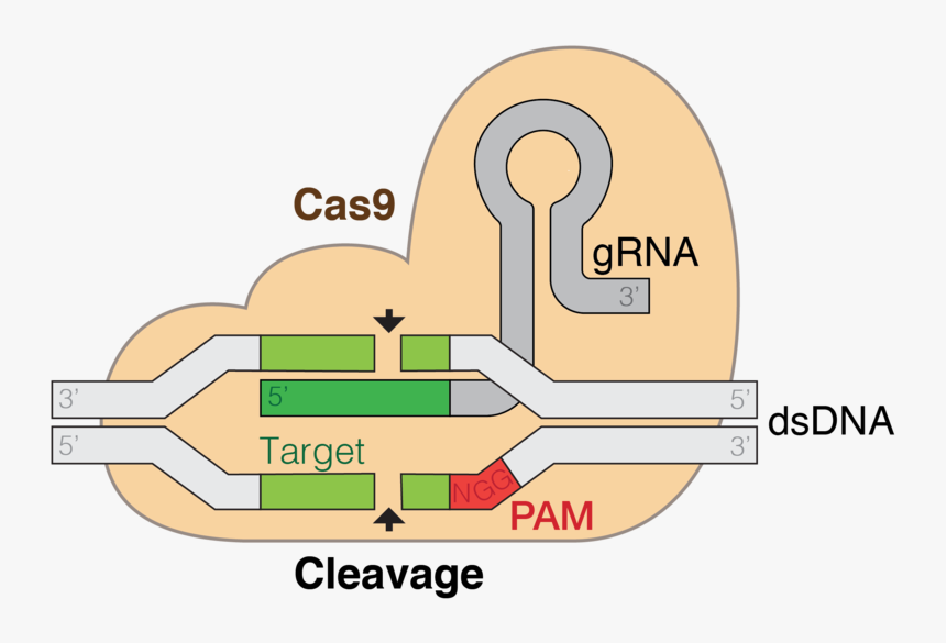 Crispr Cas9, HD Png Download, Free Download