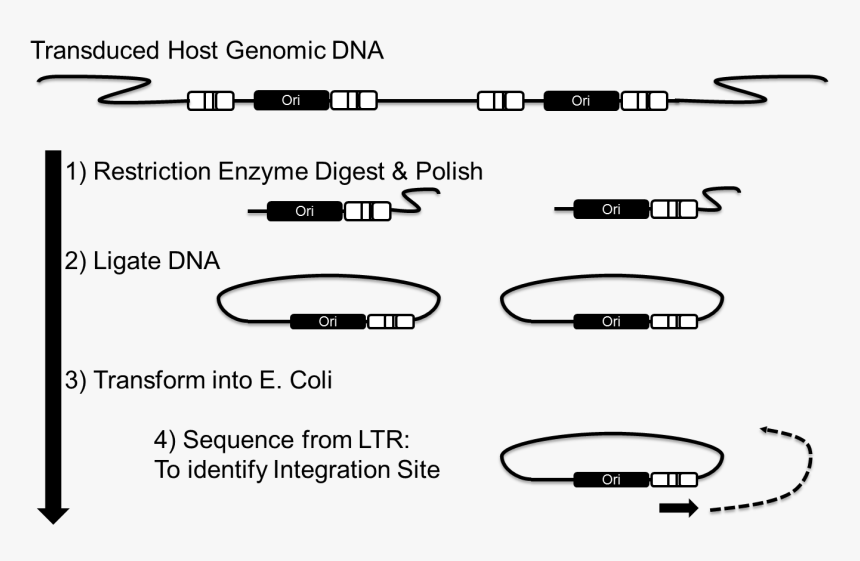 Plasmid Rescue, HD Png Download, Free Download