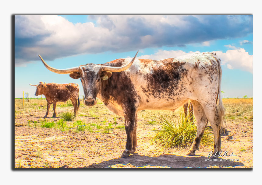 Bob Meets Up With Texas Longhorns Eye To Eye - Texas Longhorn, HD Png Download, Free Download