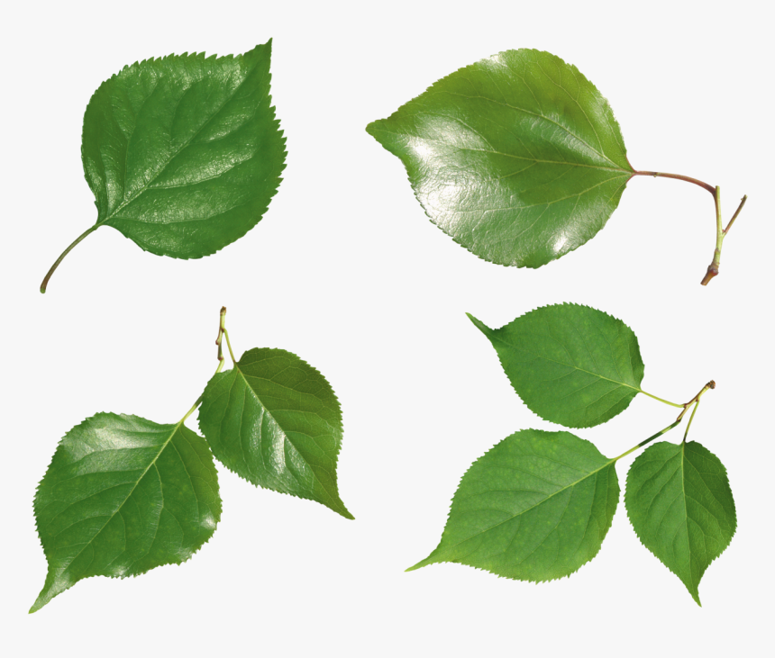 Green Leaves Png Image - Transparent Background Rose Leaf Png, Png Download, Free Download