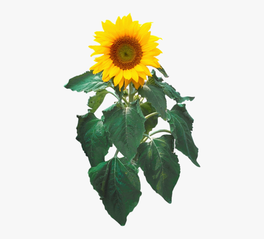 Sunflower/sunflower Png With Leaf - Sunflower Clip Art, Transparent Png, Free Download