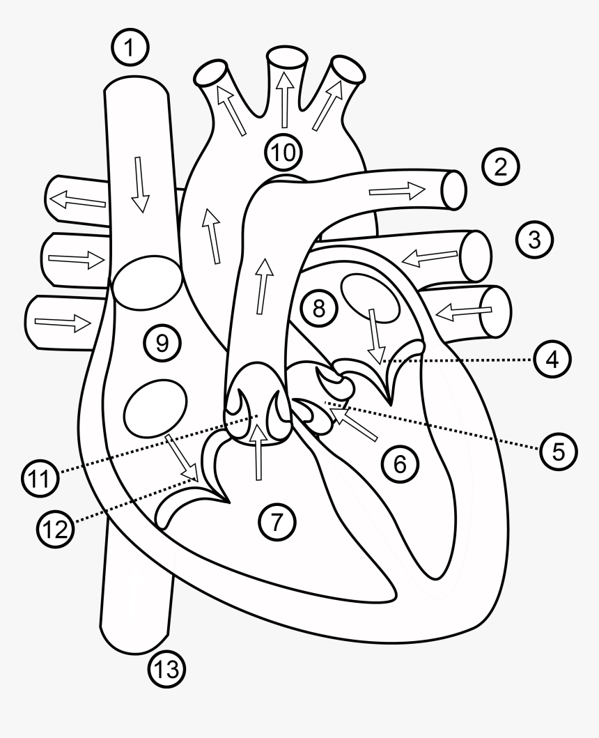 Human Heart Drawing Outline At Getdrawings - Structure Of Heart Class 7, HD Png Download, Free Download