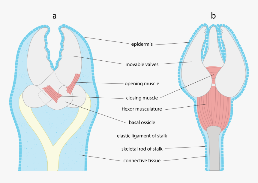 File - Pedicellaria Astero - Illustration, HD Png Download, Free Download