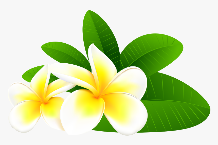 Clip Art Exotic Png Clip Art - Plumeria Flowers Clip Art, Transparent Png, Free Download