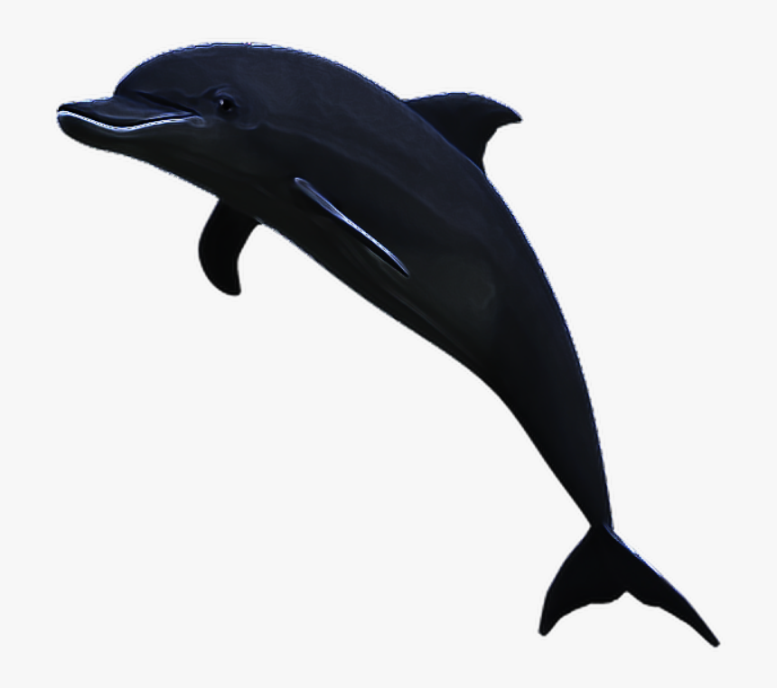 #dolphin #water #jumping #jump #animal - Vaporwave Dolphin Png, Transparent Png, Free Download