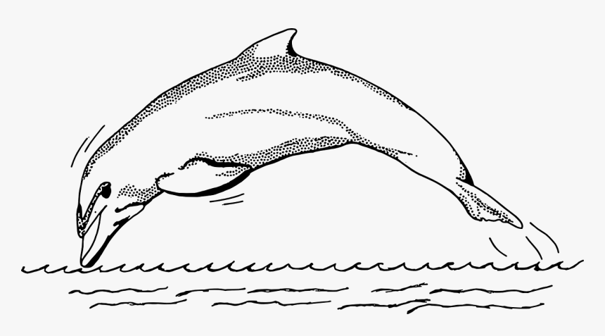 Dolphin Fish Clip Art Black And White, HD Png Download, Free Download