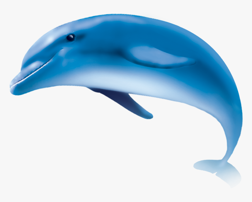 Wholphin Common Bottlenose Dolphin Tucuxi Striped Dolphin - Dolphin Png, Transparent Png, Free Download