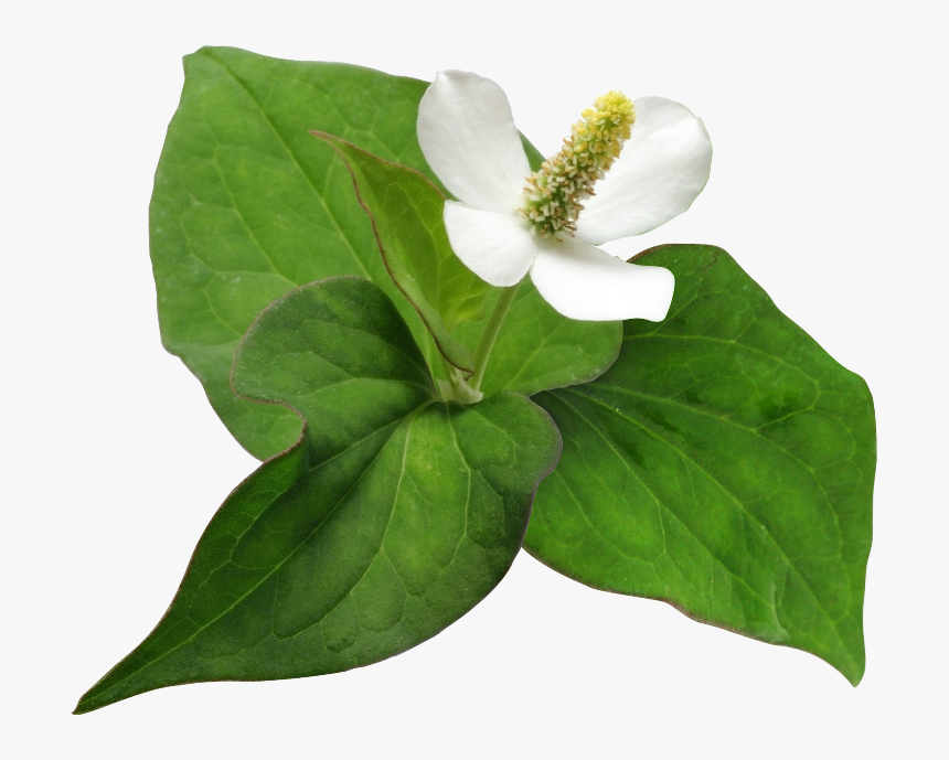 Houttuynia Cordata Png Free, Transparent Png, Free Download